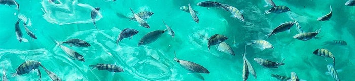 Paquetes de Viaje a Ilha Grande: ¿Cuál Elegir? (2026)