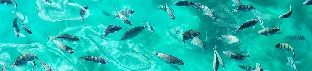 Nueva Tasa de Turismo en Angra dos Reis e Ilha Grande: entiende las reglas de la TTS en 2026