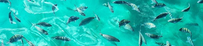 Nueva Tasa de Turismo en Angra dos Reis e Ilha Grande: entiende las reglas de la TTS en 2026