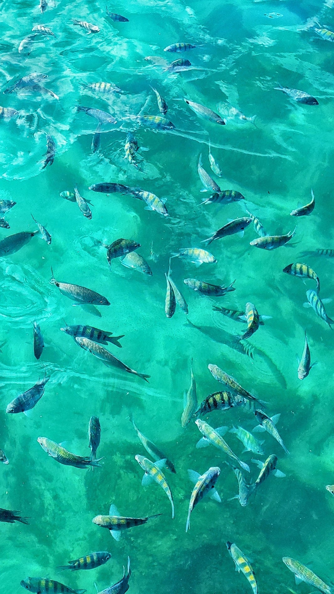 Peixes na Lagoa Azul, Ilha Grande — o mar transparente das praias da ilha
