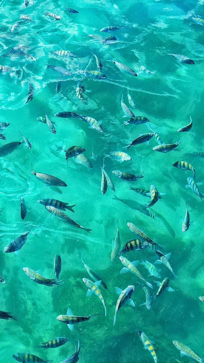 Peces en la Lagoa Azul, Ilha Grande — snorkel en los paseos en barco